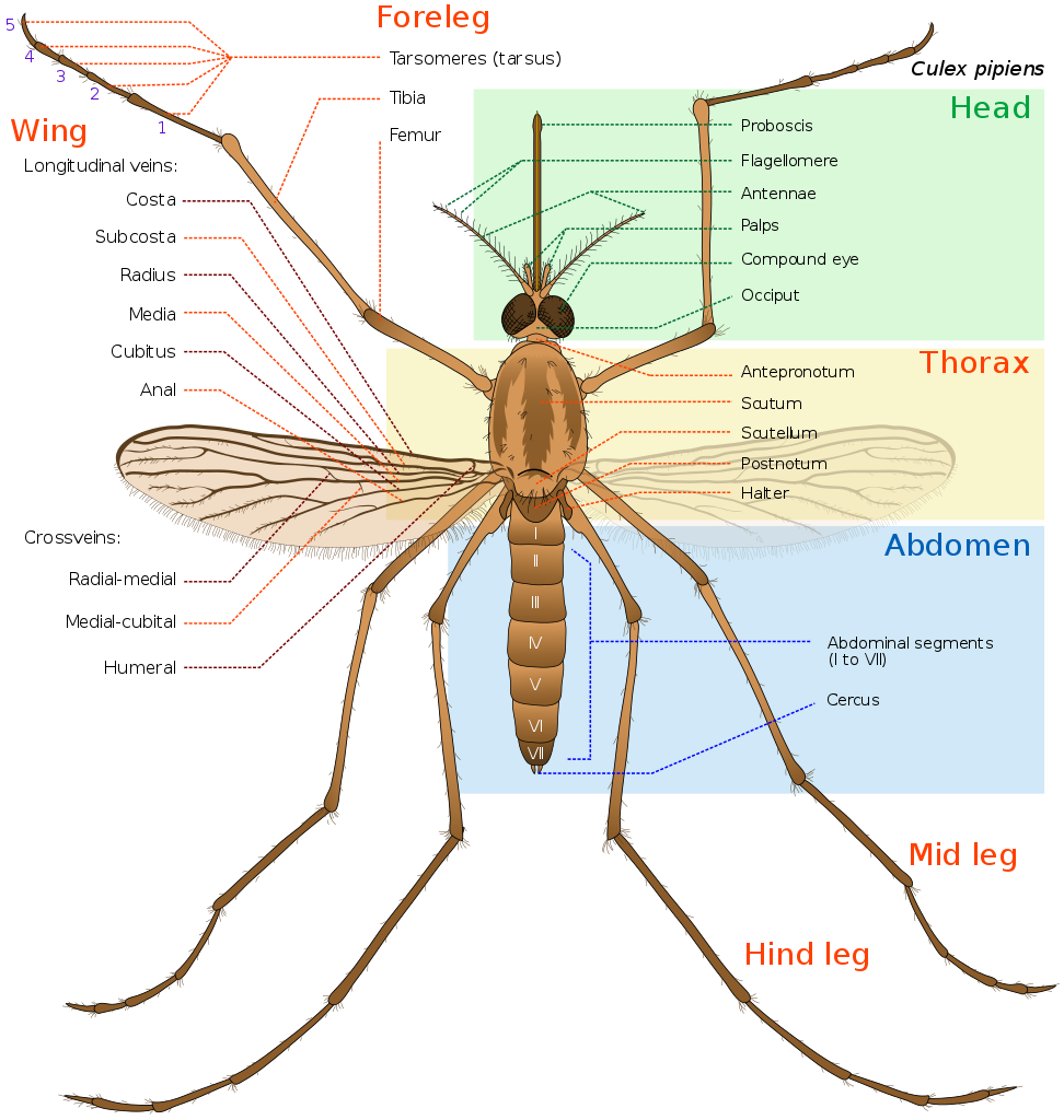  Mosquito Extinction | The Daily Dialectic